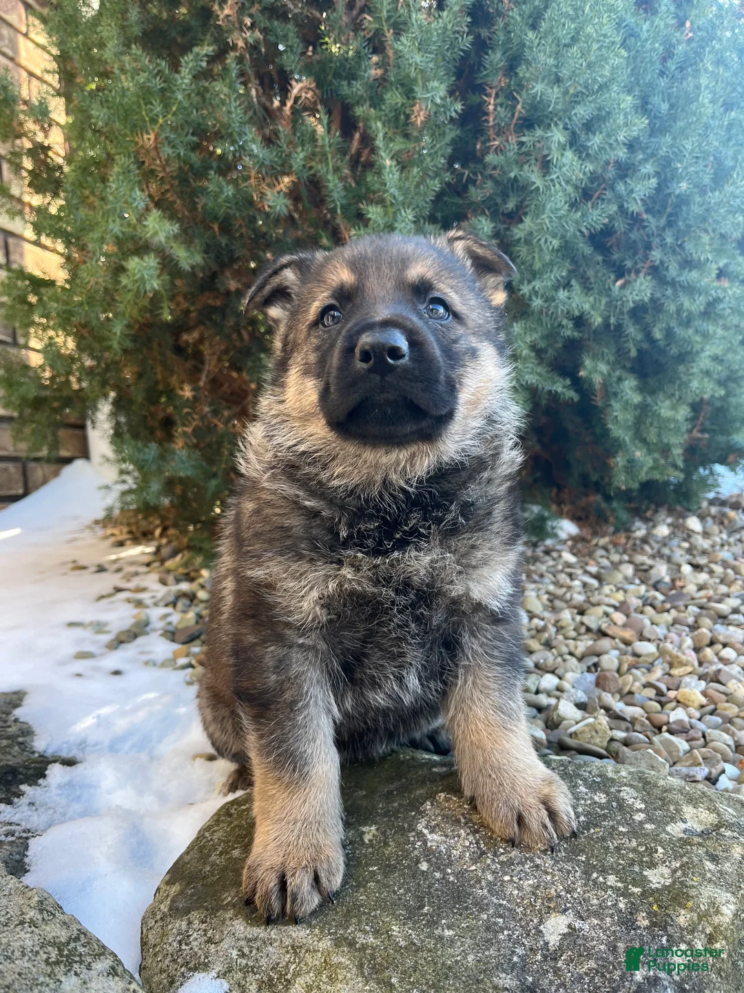 German Shepherd dogs for sale: Benz - Ad 3