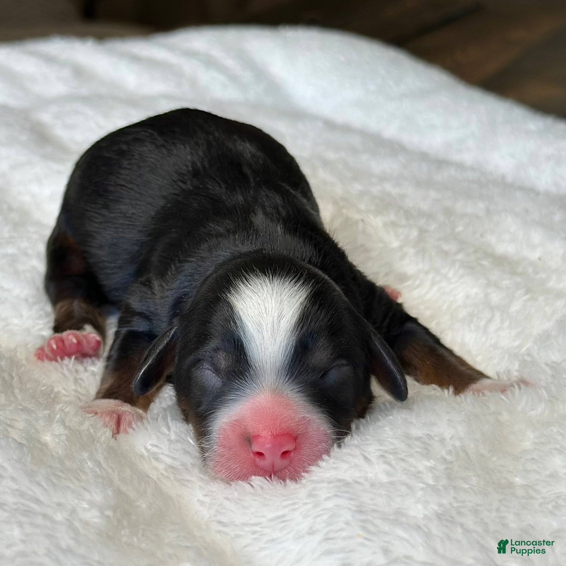 Mixed Breed dogs for sale: Tricolor Micro Mini - Ad 4