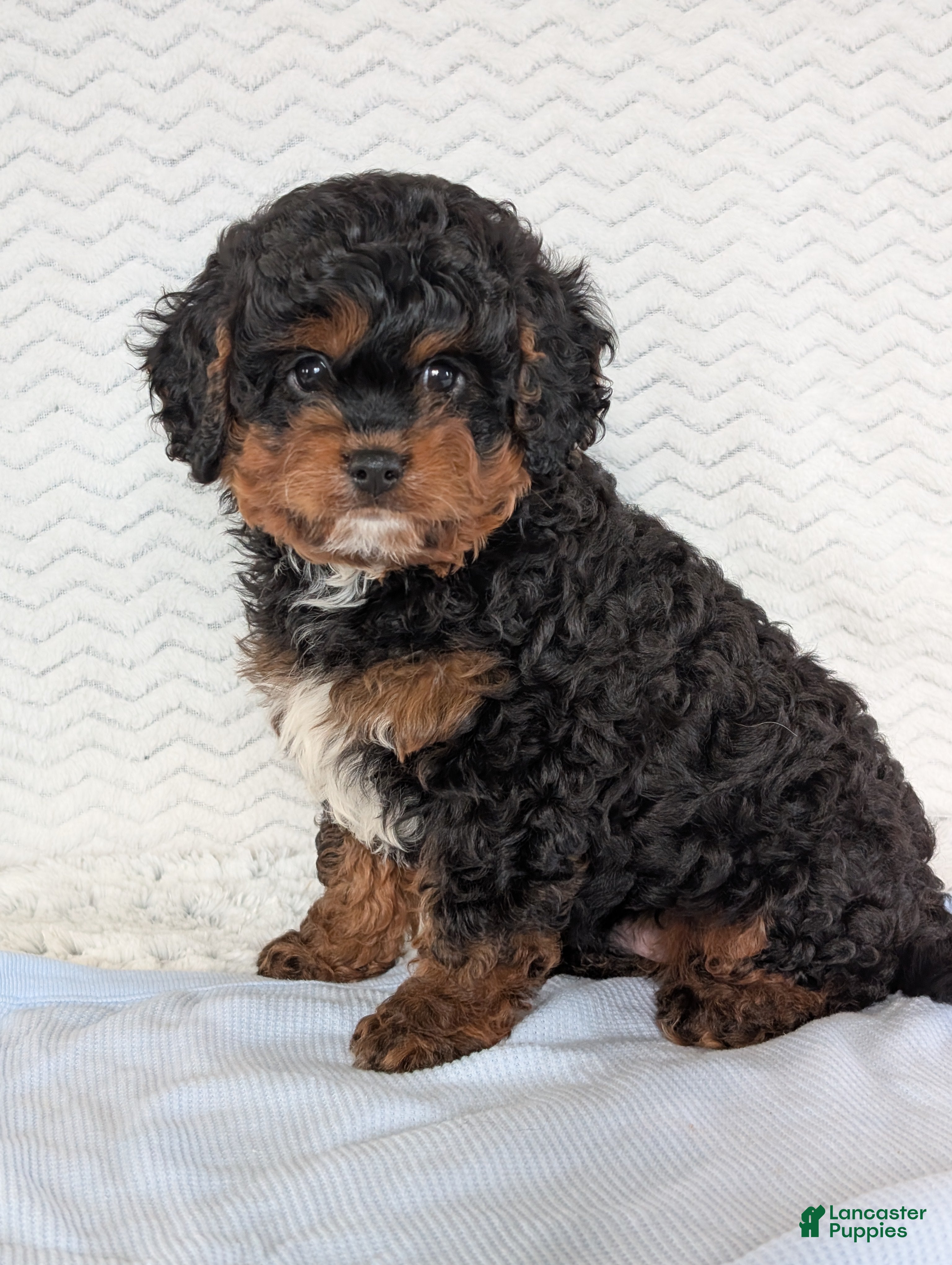 Cavapoo dogs Myles - Ad 2