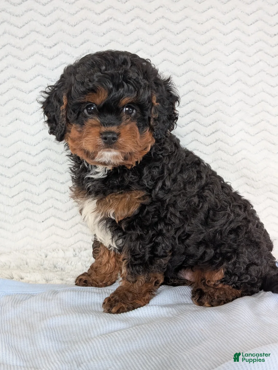 Cavapoo dogs for sale: Myles - Ad 2