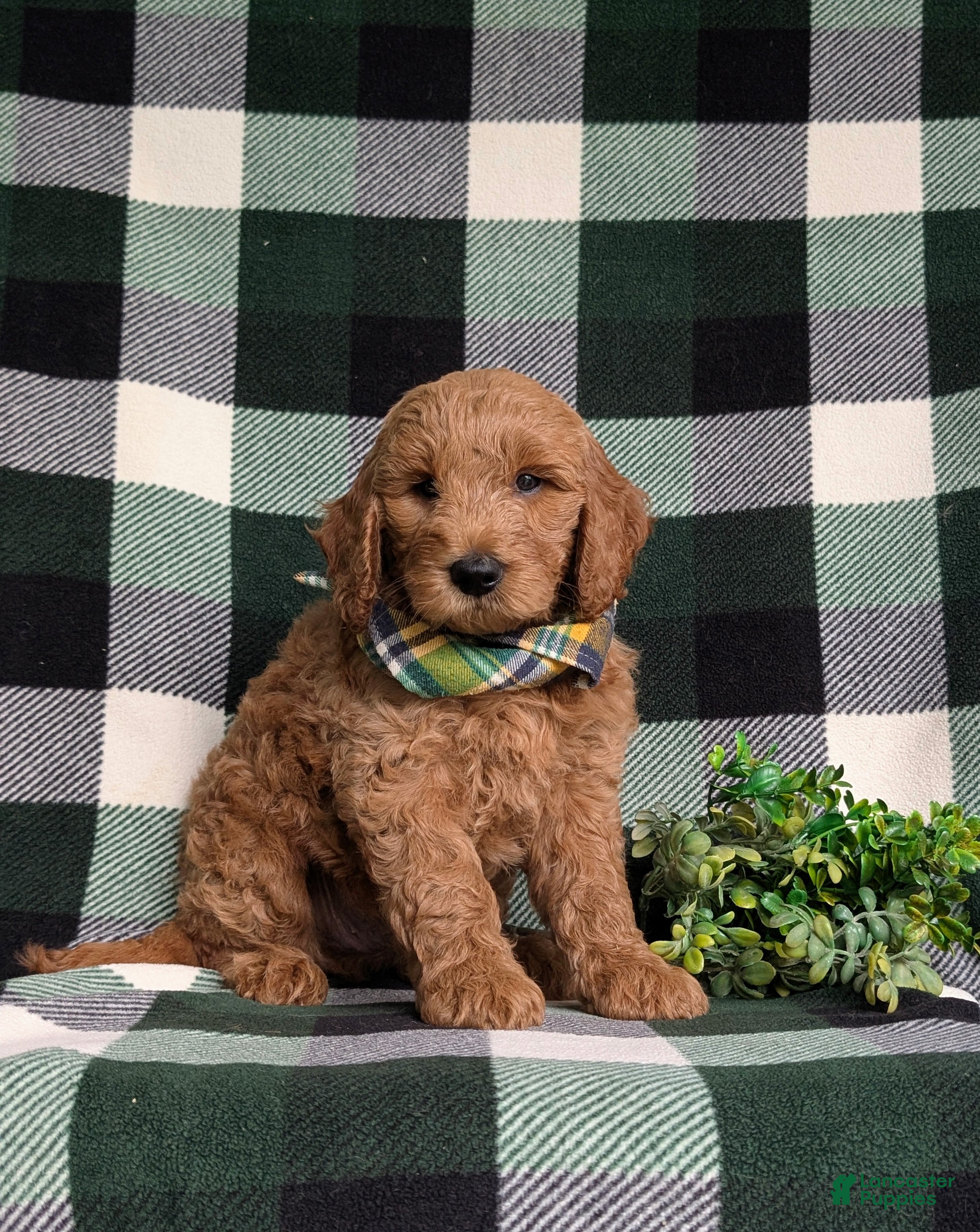 Mini Goldendoodle dogs Troy Hypoallergenic - Ad 1
