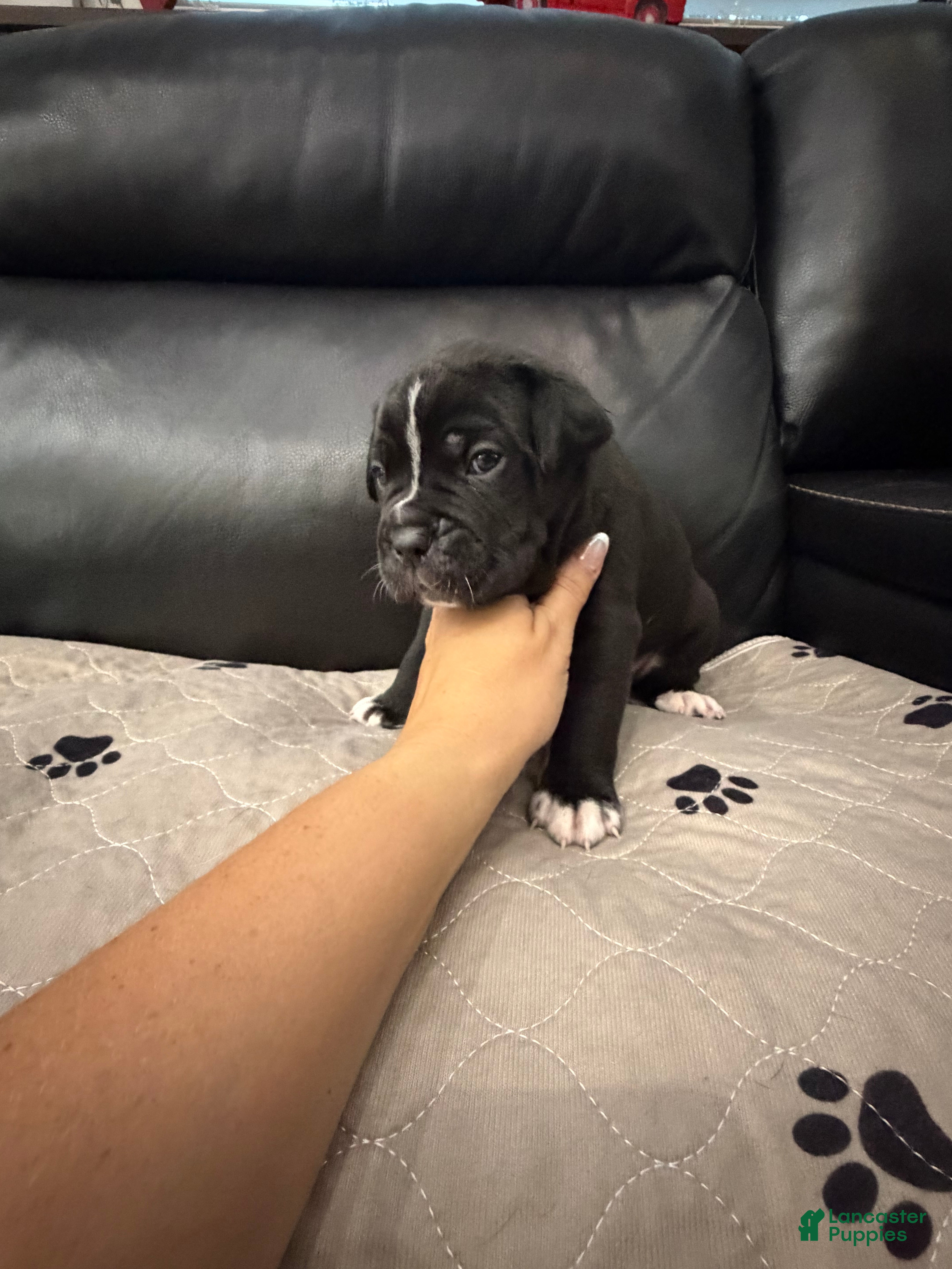 Cane Corso dogs Pablo - Ad 2