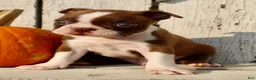 Boston Terrier dogs for sale: Raptor Male AKC Boston Terrier - Ad 7