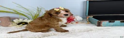 Cavapoo dogs for sale: Zoe  - Ad 7