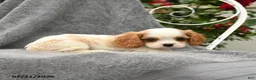 Cavalier King Charles Spaniel dogs for sale: Sebastian - Ad 3