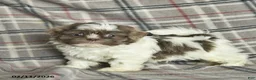 Shih Tzu dogs for sale: Waldo  - Ad 1