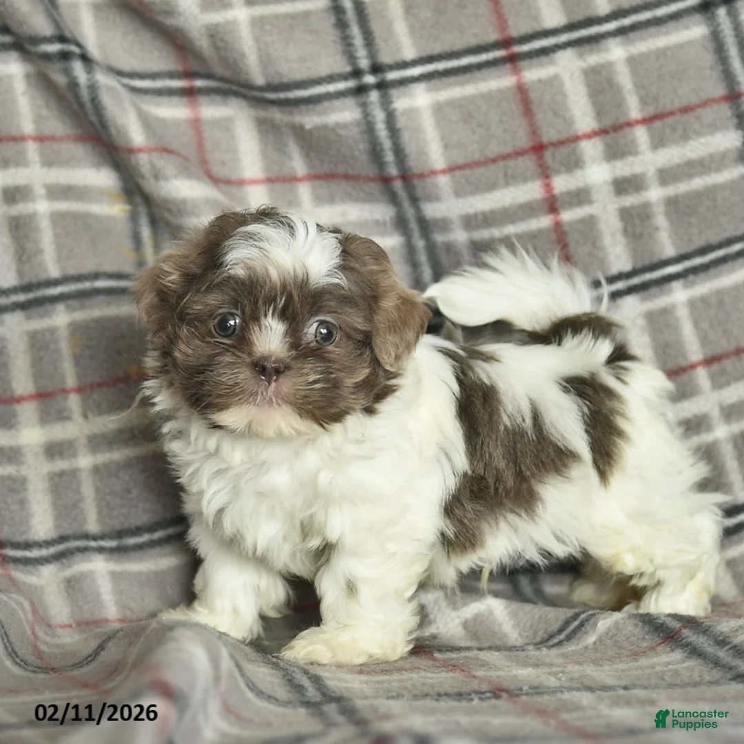 Shih Tzu dogs for sale: Waldo  - Ad 1