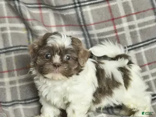 Shih Tzu dogs Waldo - Ad 25
