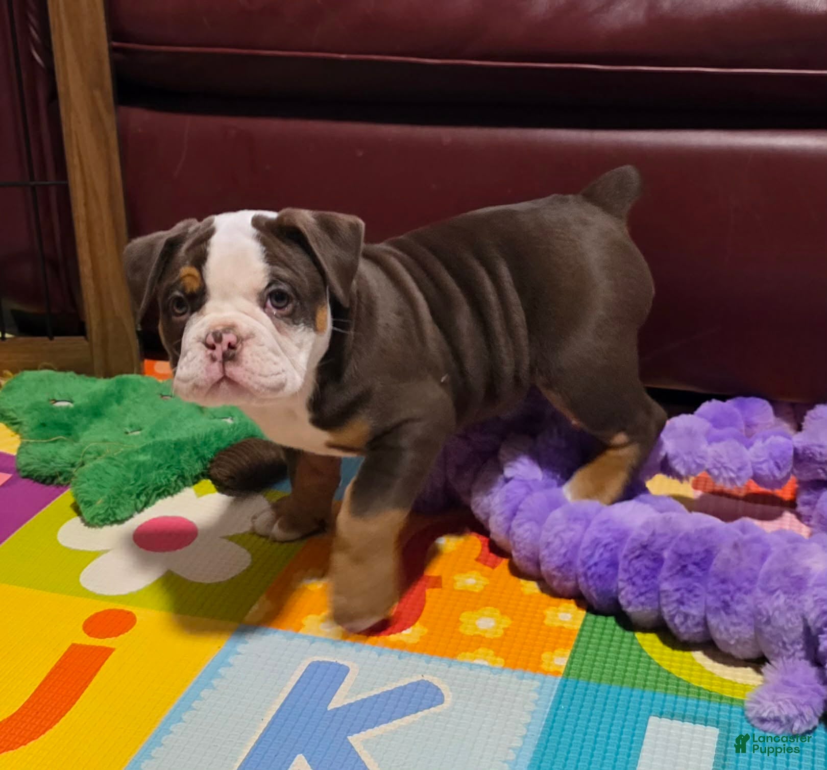 Olde English Bulldogge dogs Marshmallow (Marsha) - Ad 5