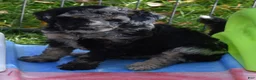 Standard Poodle dogs for sale: Standard Poodle 10 Blue Merle - Ad 14