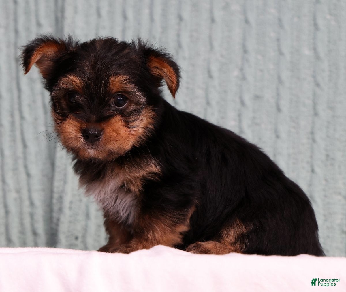Yorkshire Terrier dogs Delaney - Ad 2