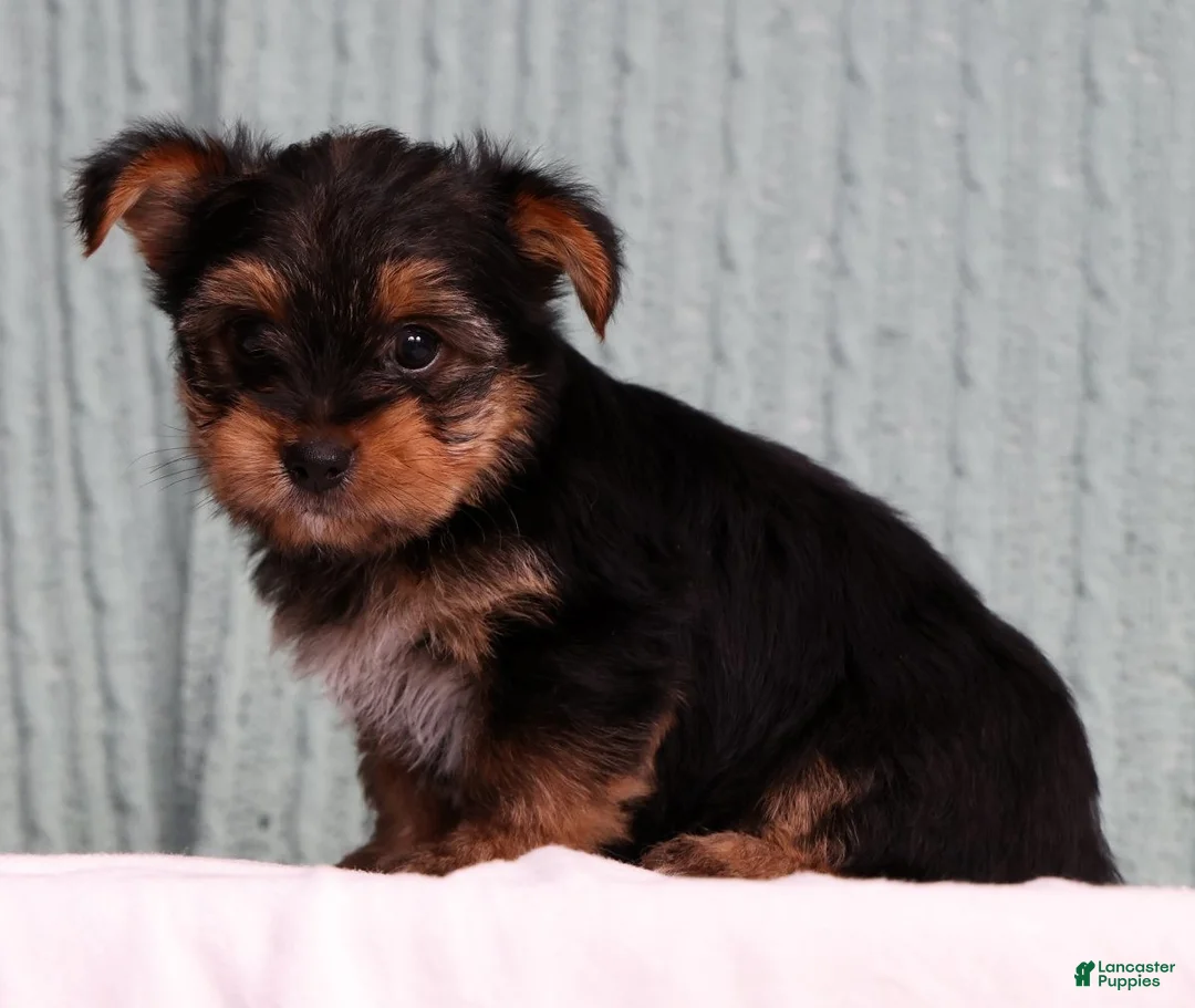 Yorkshire Terrier dogs for sale: Delaney - Ad 2