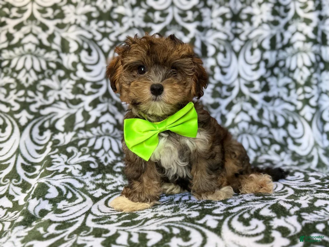 Yorkiepoo dogs for sale: Buster - Ad 9