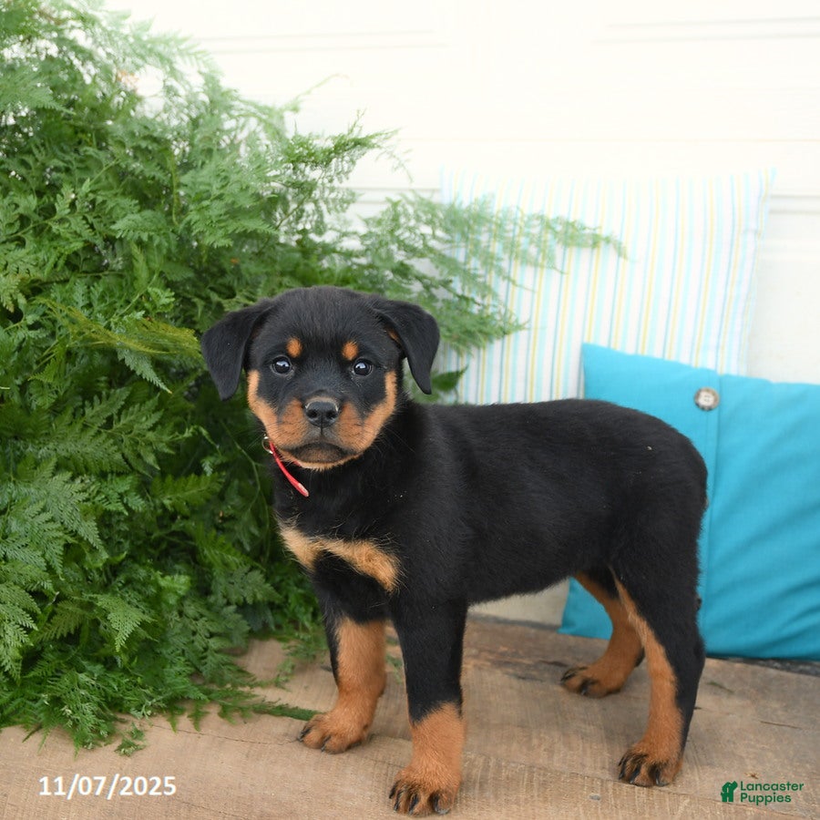 Rottweiler dogs Aspen - Ad 4
