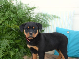 Rottweiler dogs Aspen - Ad 34
