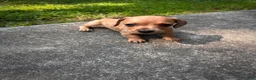 Dachshund dogs for sale: Male Two - Ad 5