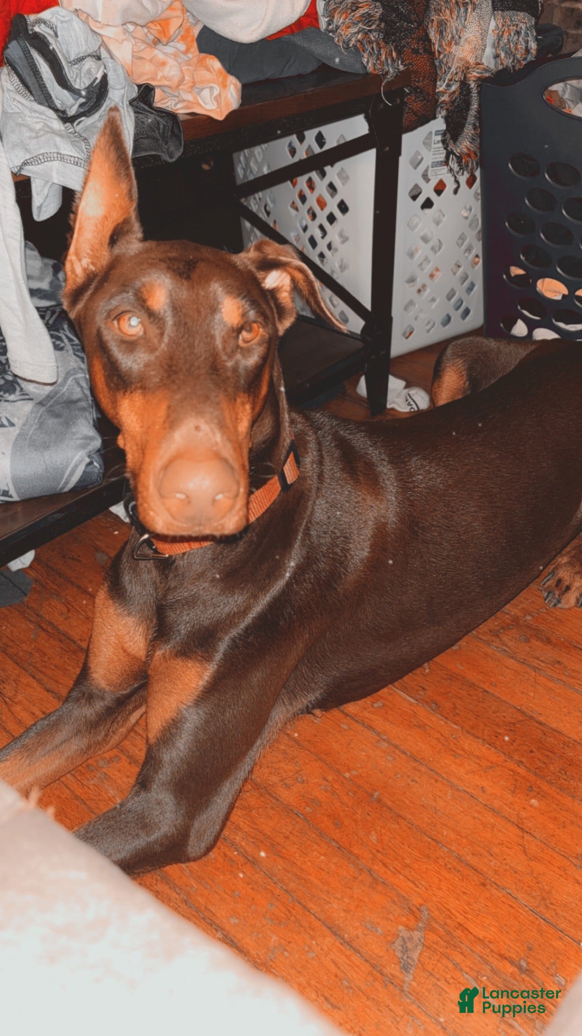 Doberman Pinscher dogs Doberman Pinscher 1 - Ad 42