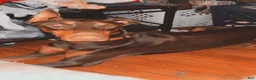 Doberman Pinscher dogs for sale: Doberman Pinscher 1 - Ad 1