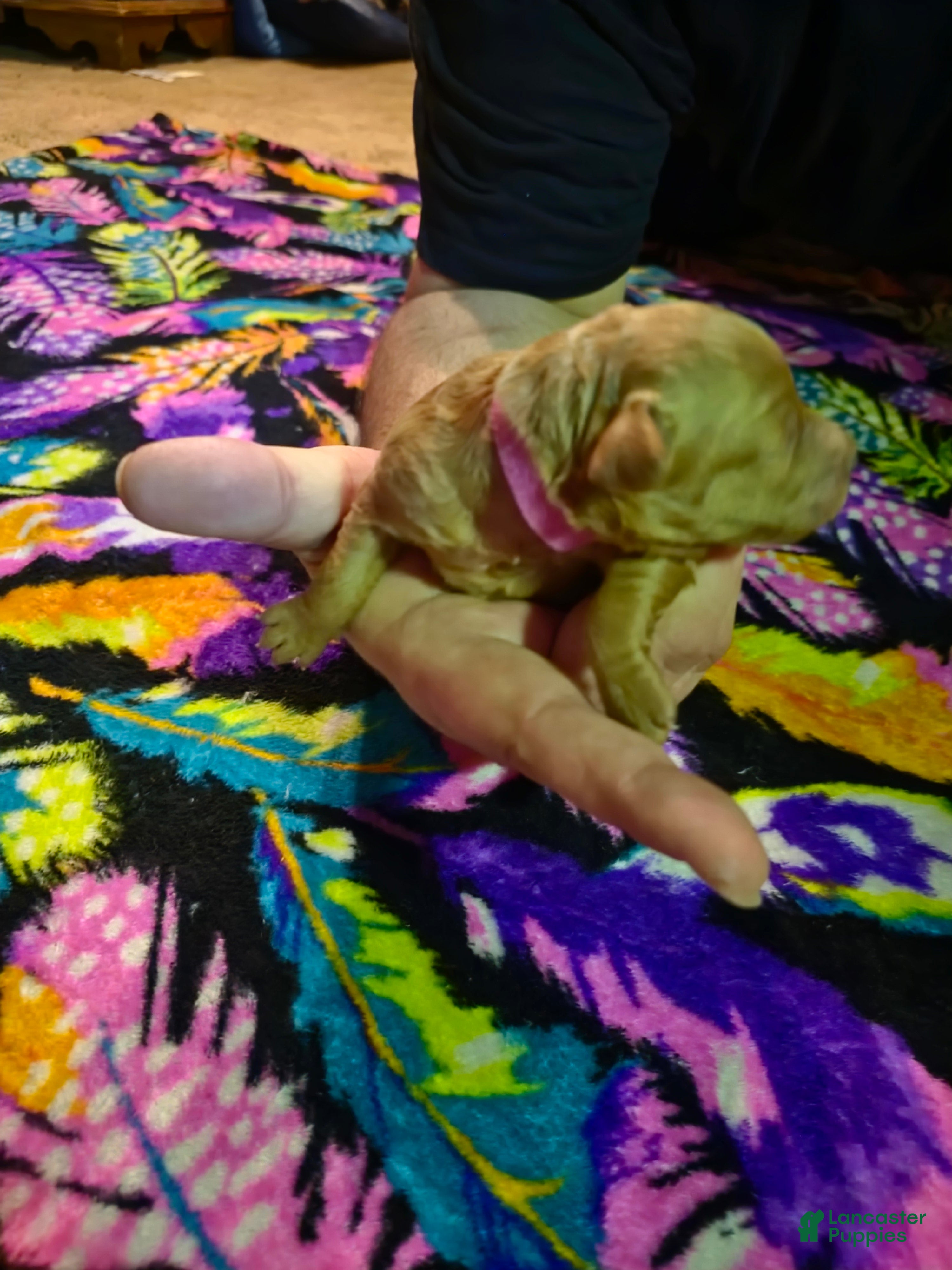 Mini Goldendoodle dogs ivy - Ad 2