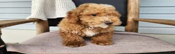 Mini Bernedoodle dogs for sale: Spencer - Ad 3