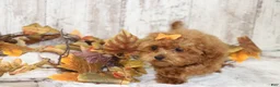 Miniature Poodle dogs for sale: Quartz  - Ad 3