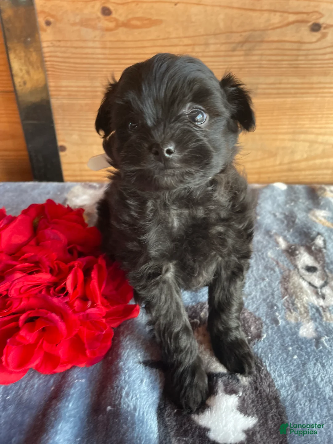 Pomapoo dogs for sale: Shadow - Ad 4
