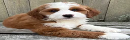 Mini Bernedoodle dogs for sale: ❤️BOSTON MASSACHUSETTS AREA❤️RARE DARK RED AND WHITE TUXEDO❤️MINI BERNEDOODLE GIRL❤️ - Ad 8