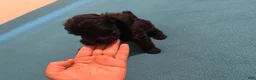 Mixed Breed dogs for sale: 3 Mixed Breed male color black and white on the chest and neck and mouth  - Ad 5