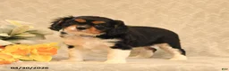Cavalier King Charles Spaniel dogs for sale: Inky - Ad 3