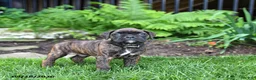 Boxer dogs for sale: Blaze - Ad 4