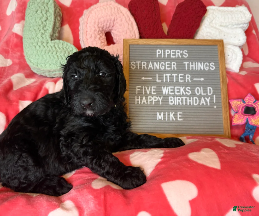 Goldendoodle dogs for sale: Mike - Ad 1