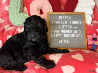 Goldendoodle dogs Mike - Ad 6