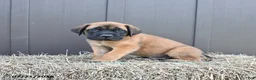 English Mastiff dogs for sale: Mack  - Ad 3