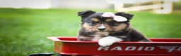 Mixed Breed dogs for sale: Goldie Mae🎀 - Ad 10