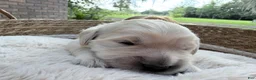 Golden Retriever dogs for sale: Bali of Avalon - Ad 2