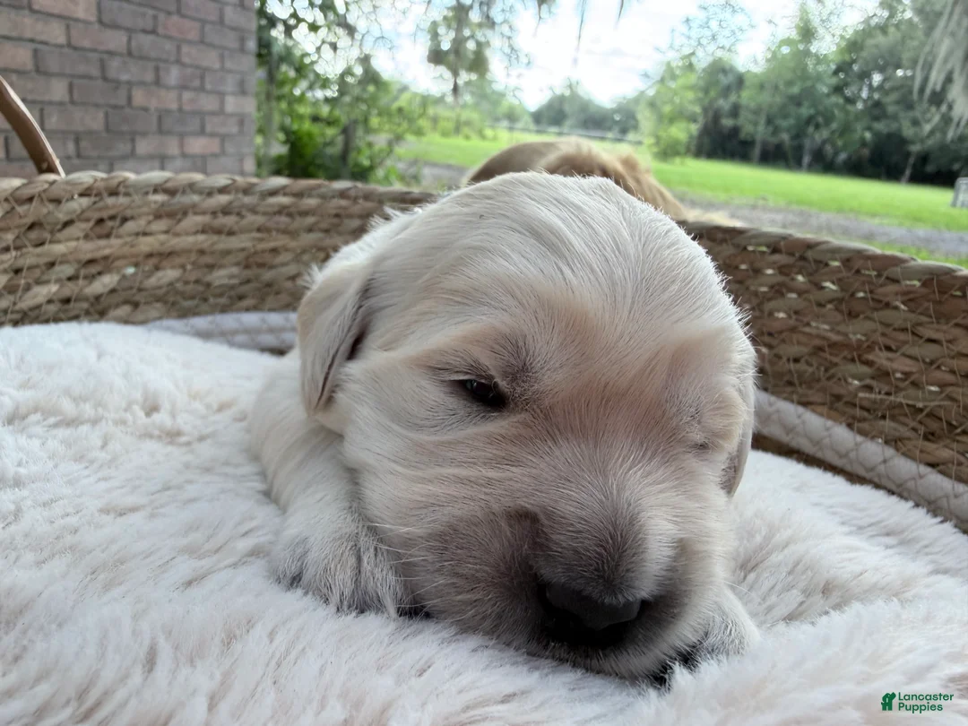 Golden Retriever dogs for sale: Bali of Avalon - Ad 2