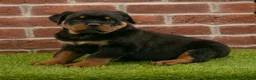 Rottweiler dogs for sale: Rocky - Ad 5