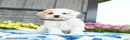Mini Goldendoodle dogs for sale: Silly Sue  - Ad 2
