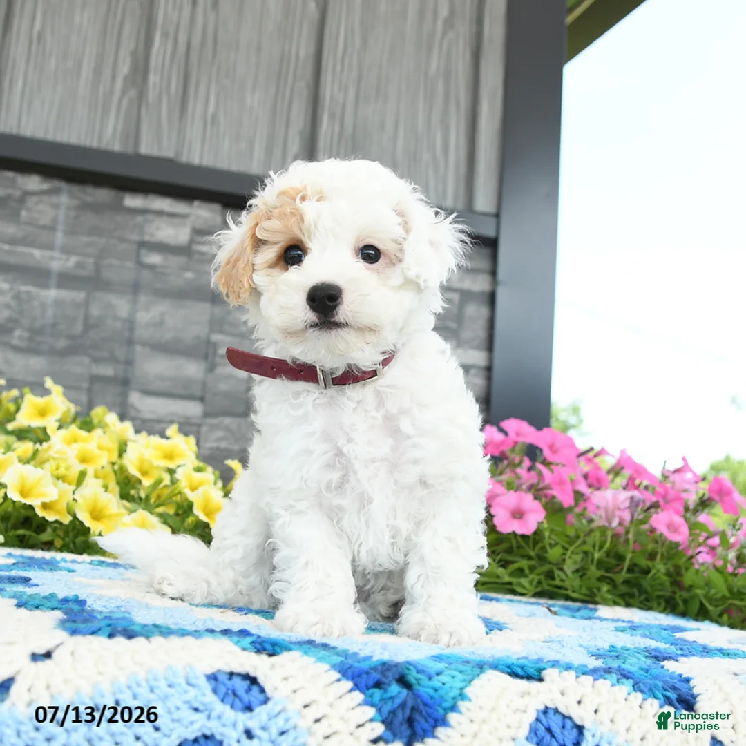Mini Goldendoodle dogs for sale: Silly Sue  - Ad 2