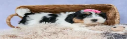 Teddy Bear dogs for sale: TINA - Ad 8