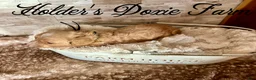 Miniature Dachshund dogs for sale: Doc - Ad 4
