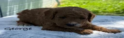 Mini Goldendoodle dogs for sale: George - Ad 1