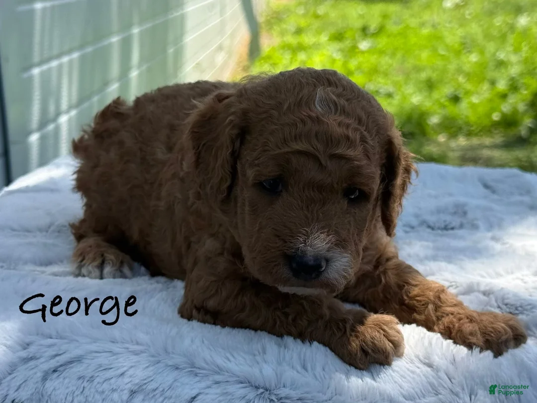 Mini Goldendoodle dogs for sale: George - Ad 1