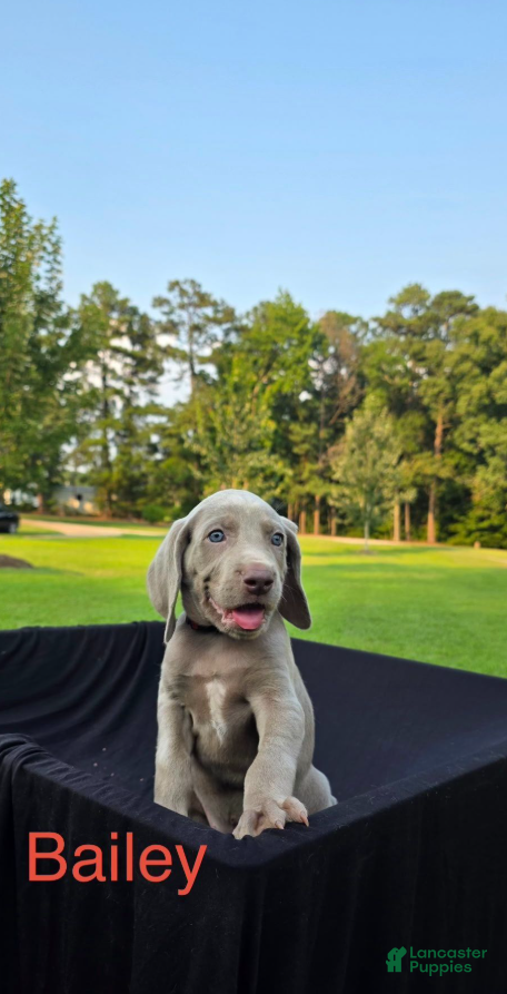Weimaraner dogs Bailey - Ad 2