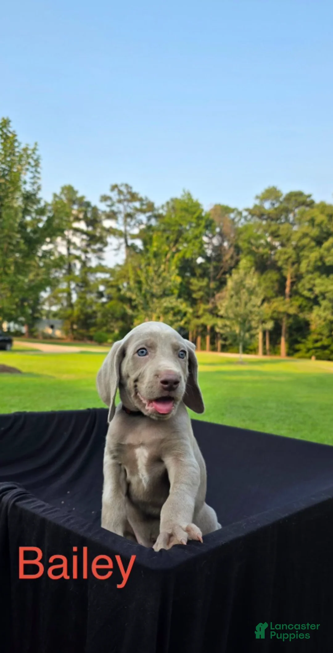 Weimaraner dogs for sale: Bailey - Ad 2