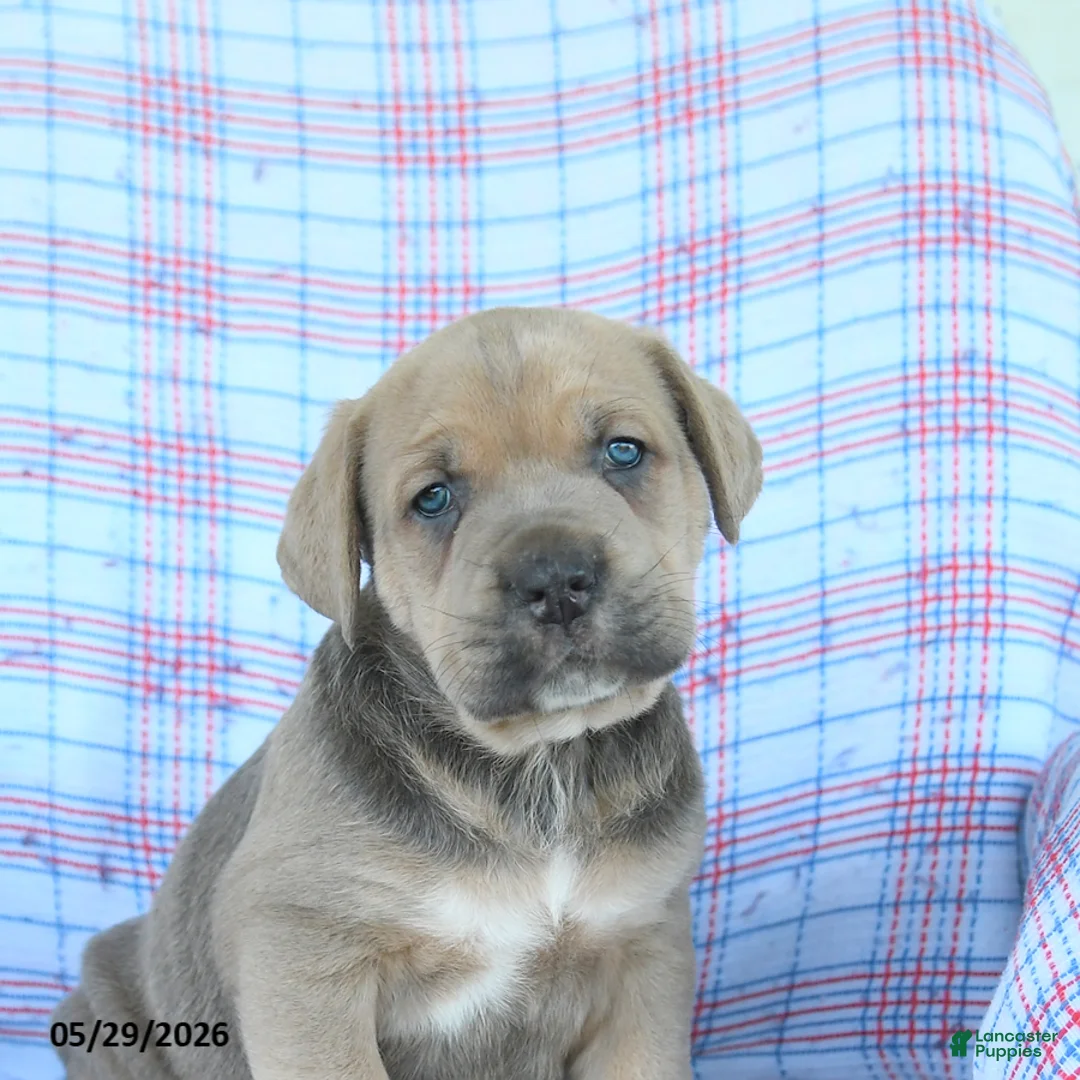 Cane Corso dogs for sale: Leroy - Ad 5