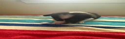 Welsh Corgi Pembroke dogs for sale: Duke - Ad 5