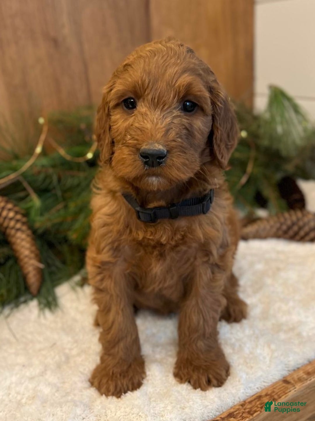 Irish Doodle dogs for sale: Frederick - Ad 9