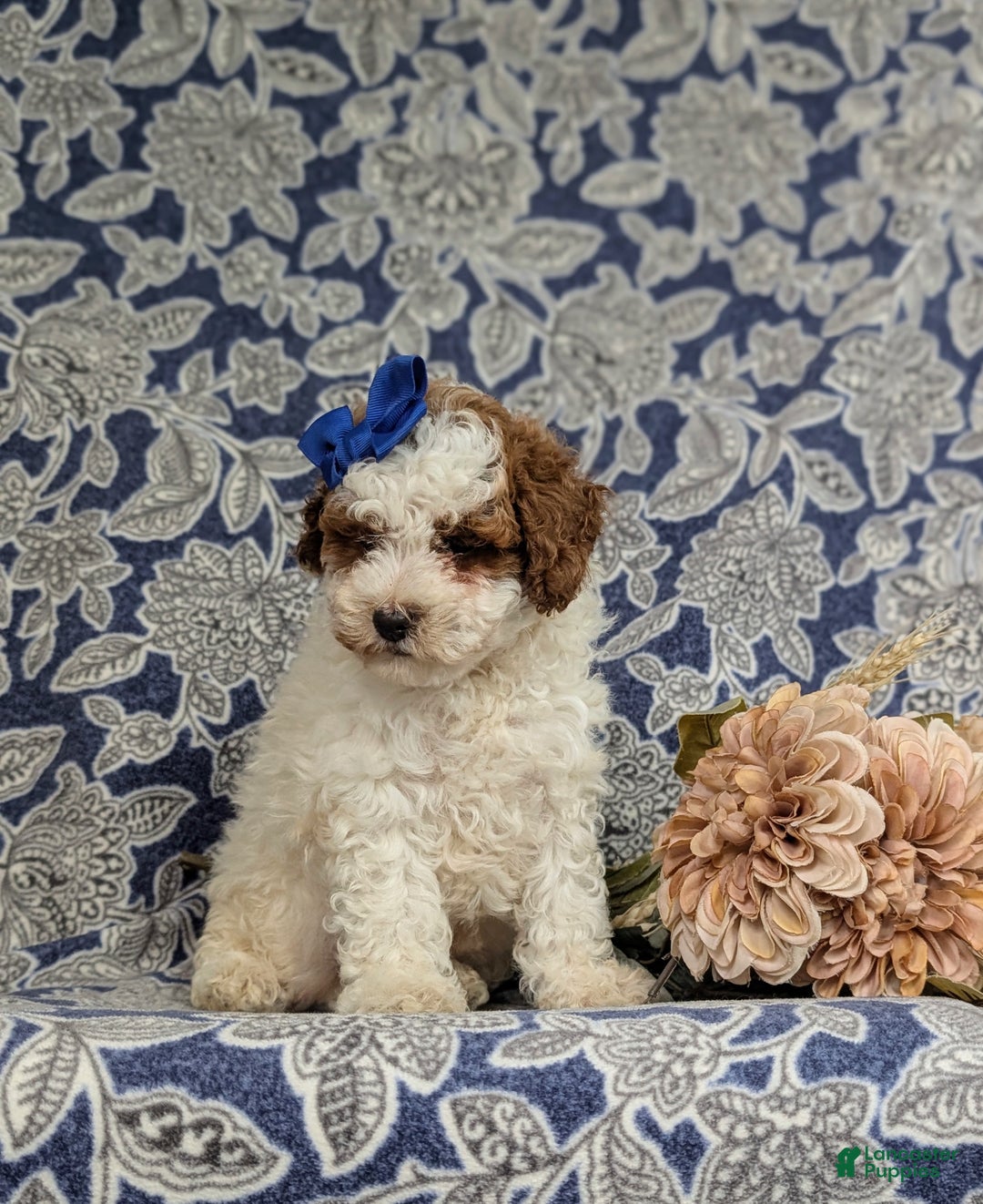 Miniature Poodle dogs for sale: Laureen - Ad 4