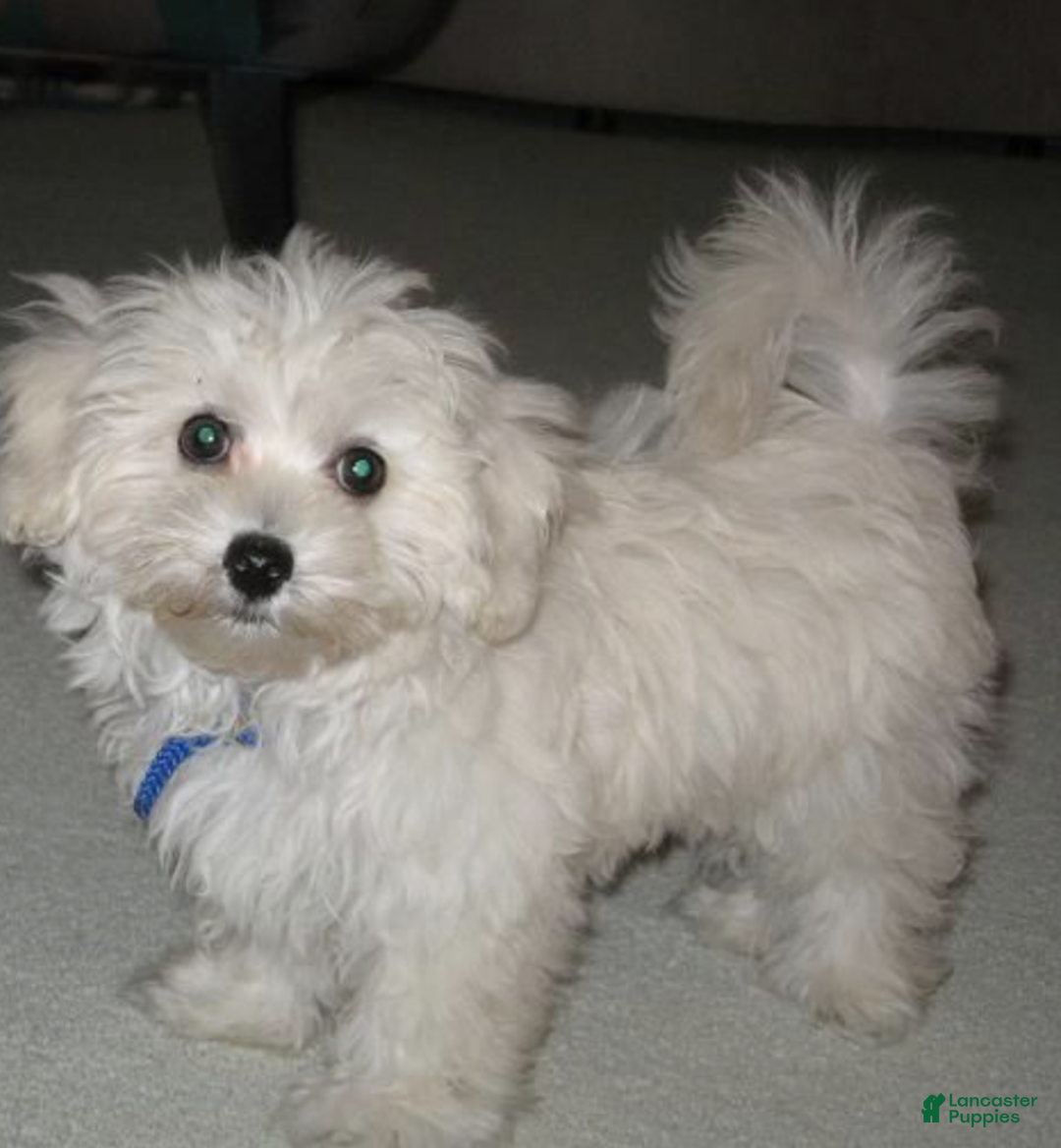 Maltipoo dogs for sale: Rosepop - Ad 12